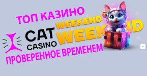 Cat casino.jpg